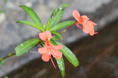 Impatiens verticillata